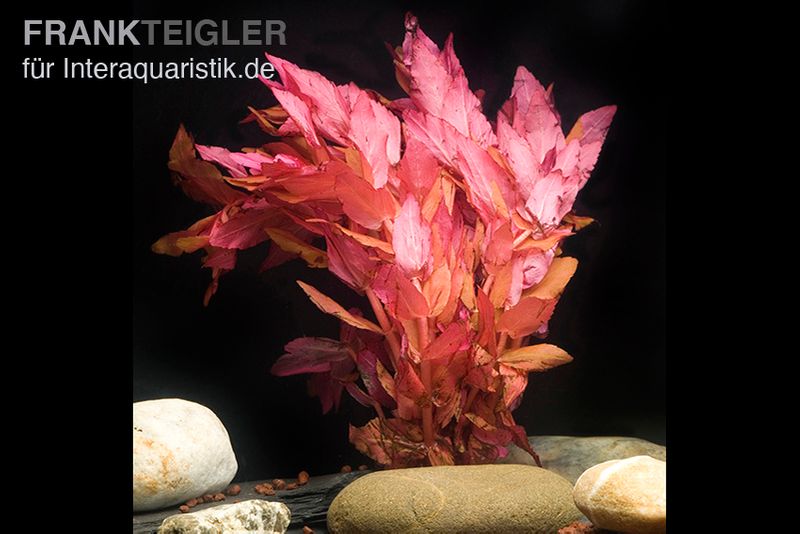 Dichtblättrige Rotala, Rotala macrandra, In Vitro