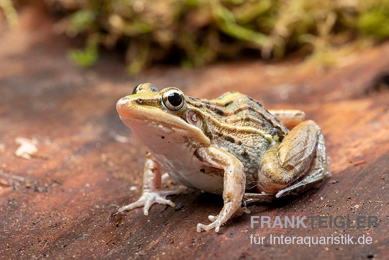 Gestreifter Grasfrosch, Ptychadena porosissima