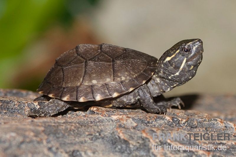 Gewöhnliche Moschusschildkröte, Sternotherus odoratus ENZ