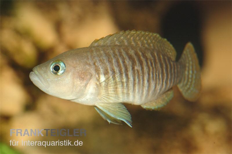 Gestreifter Schneckenbuntbarsch, Neolamprologus multifsciatus, DNZ