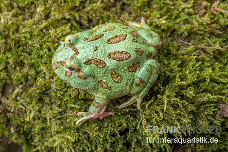 Peppermint-Pacman-Frog, Ceratophrys cranwelli peppermint