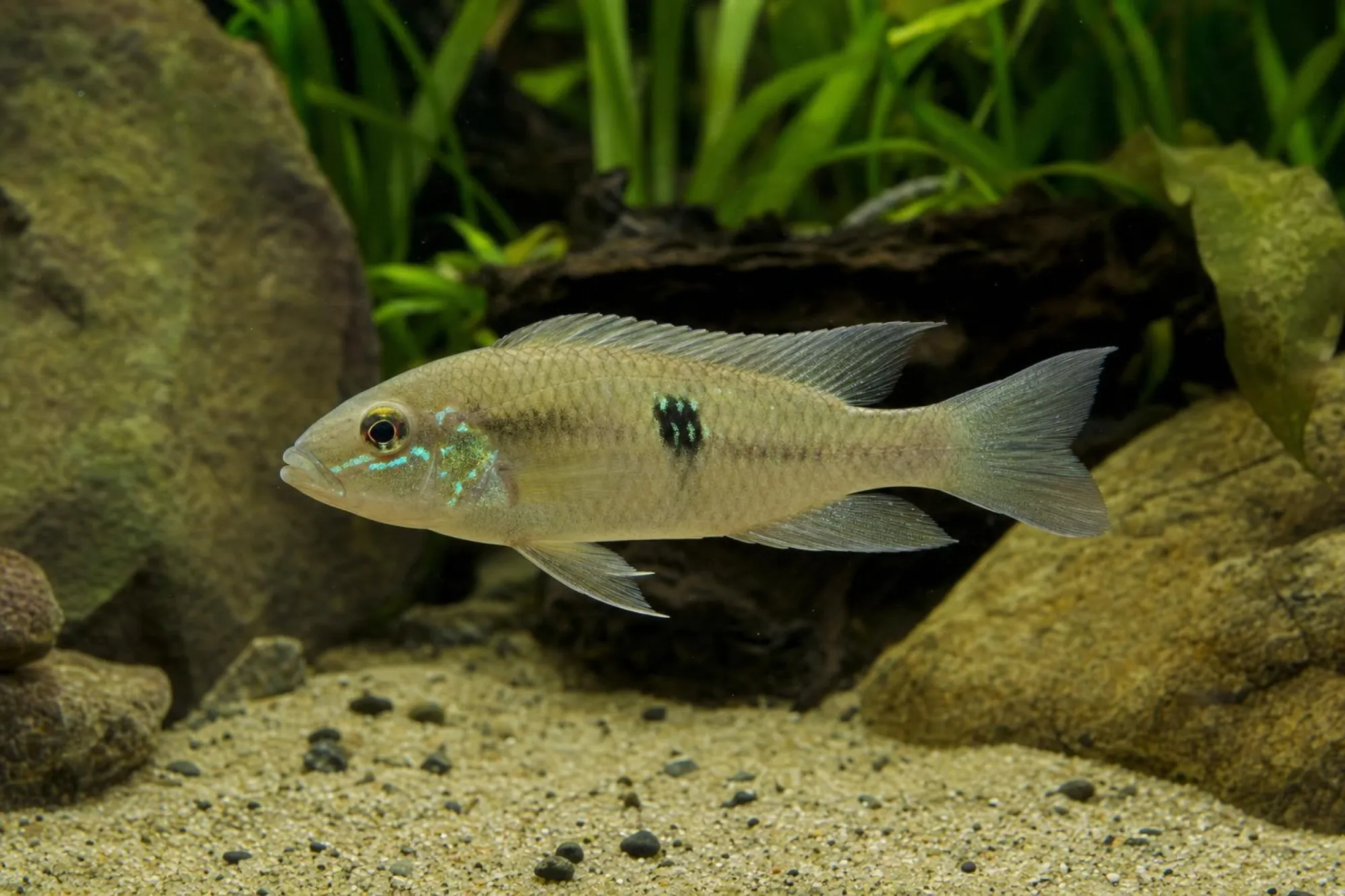 Iporanga-Perlmutt-Erdfresser, Geophagus iporangensis, ca. 12,0-15,0 cm
