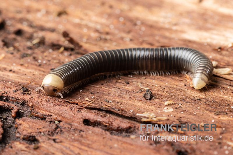 Gelbkopf Tausendfüßer, Spirobolus sp. "Yellow Head"