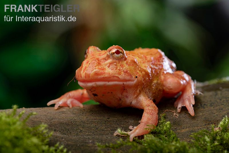 Erdbeer-Pacman-Frog, Ceratophrys cranwelli strawberry