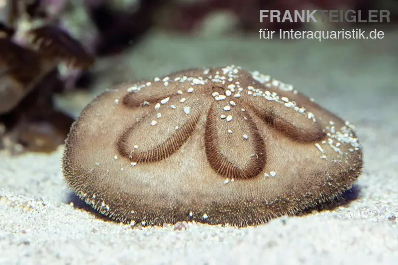 Sanddollar, Clypeaster australasiae