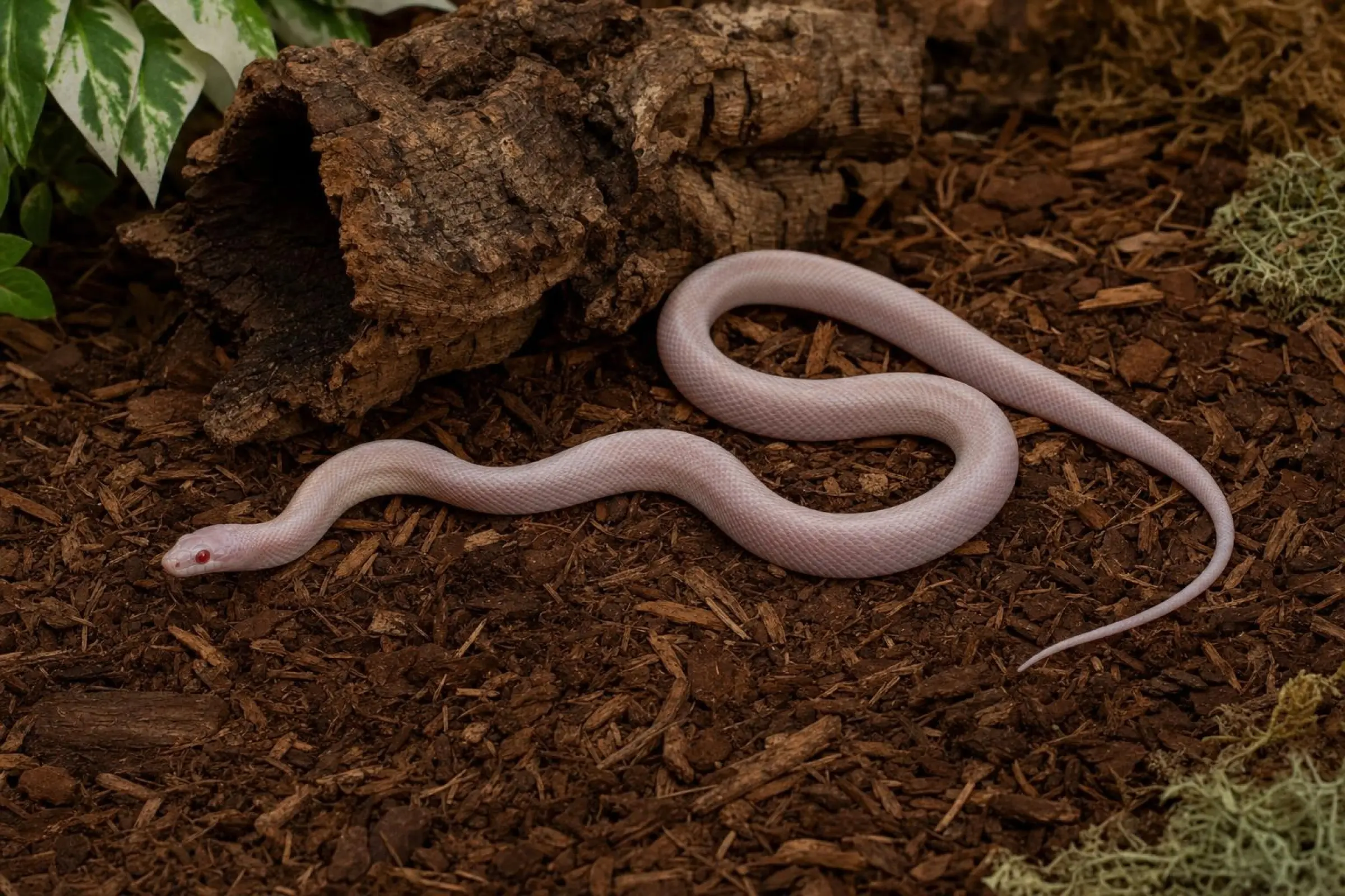 Blizzard-Kornnatter aus Nachzucht, Pantherophis guttatus