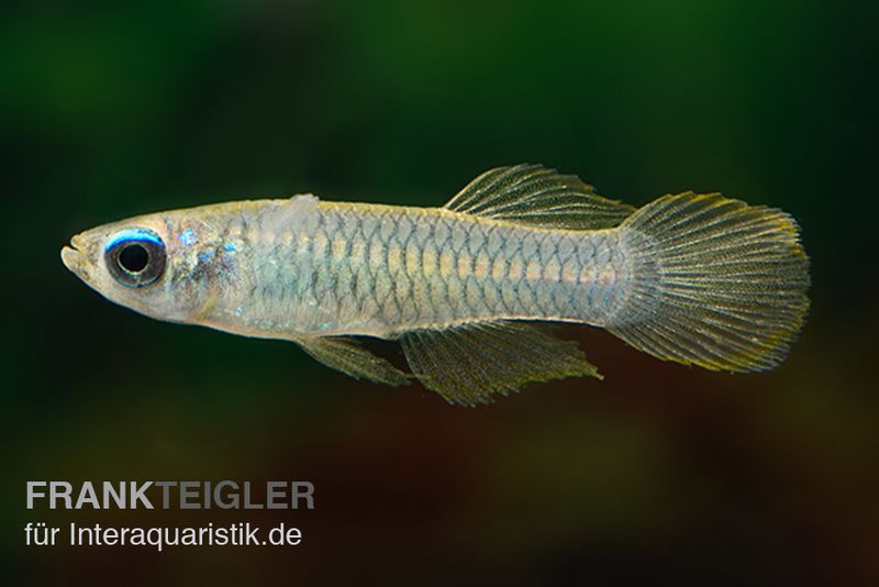 Normans Leuchtaugenfisch, Aplocheilichthys normani (Minifisch)