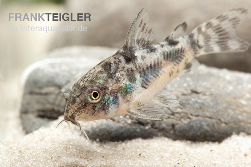 Marmorierter Panzerwels, Corydoras paleatus, DNZ, 2,5-3 cm