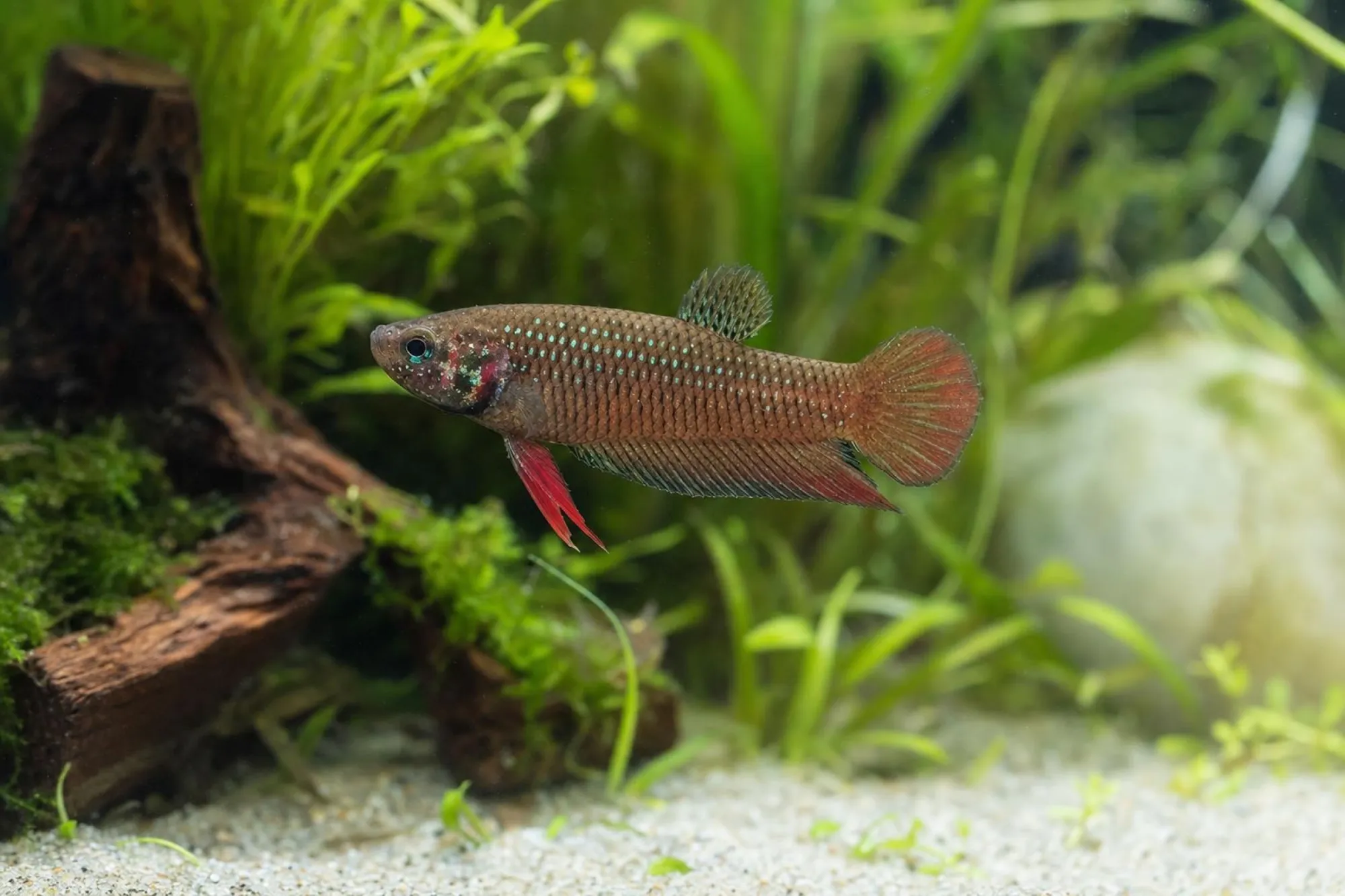 Siamesischer Kampffisch „Top Amazing Lönni“, Männchen, Betta splendens