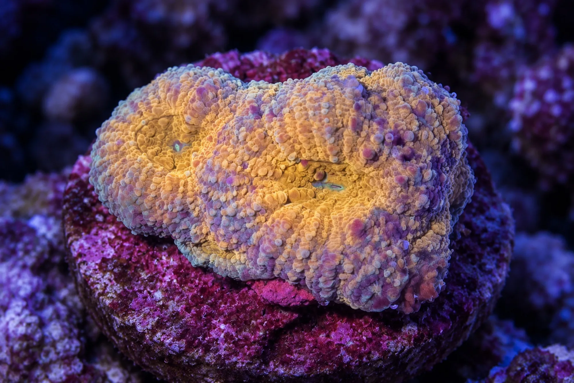 Hirnkoralle „Zweifarbig“ (Nachzucht), Acanthastrea echinata, Größe S–M