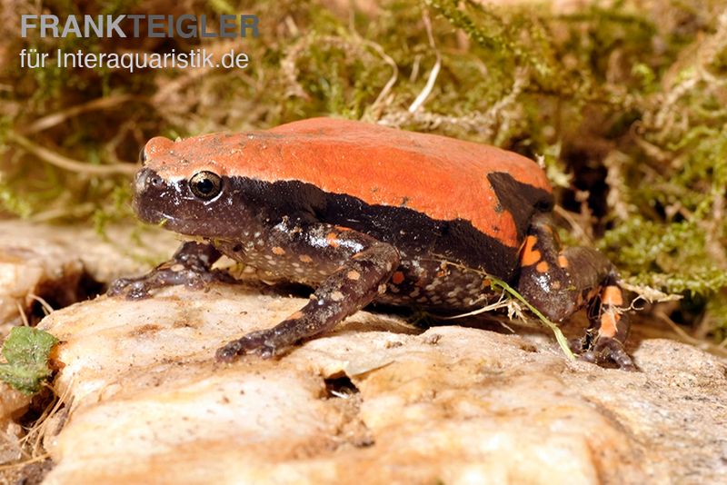 Roter Wendehalsfrosch, Phrynomantis microps