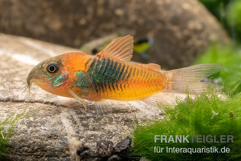 Orangener Venezuelapanzerwels, Corydoras venezuelanus orange