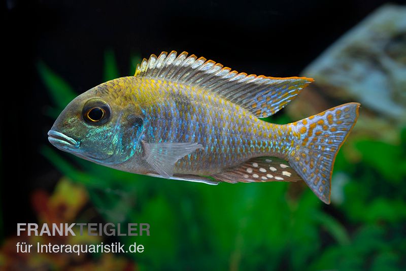 Red-Top-Cichlide, Tramitichromis spec. Red Top