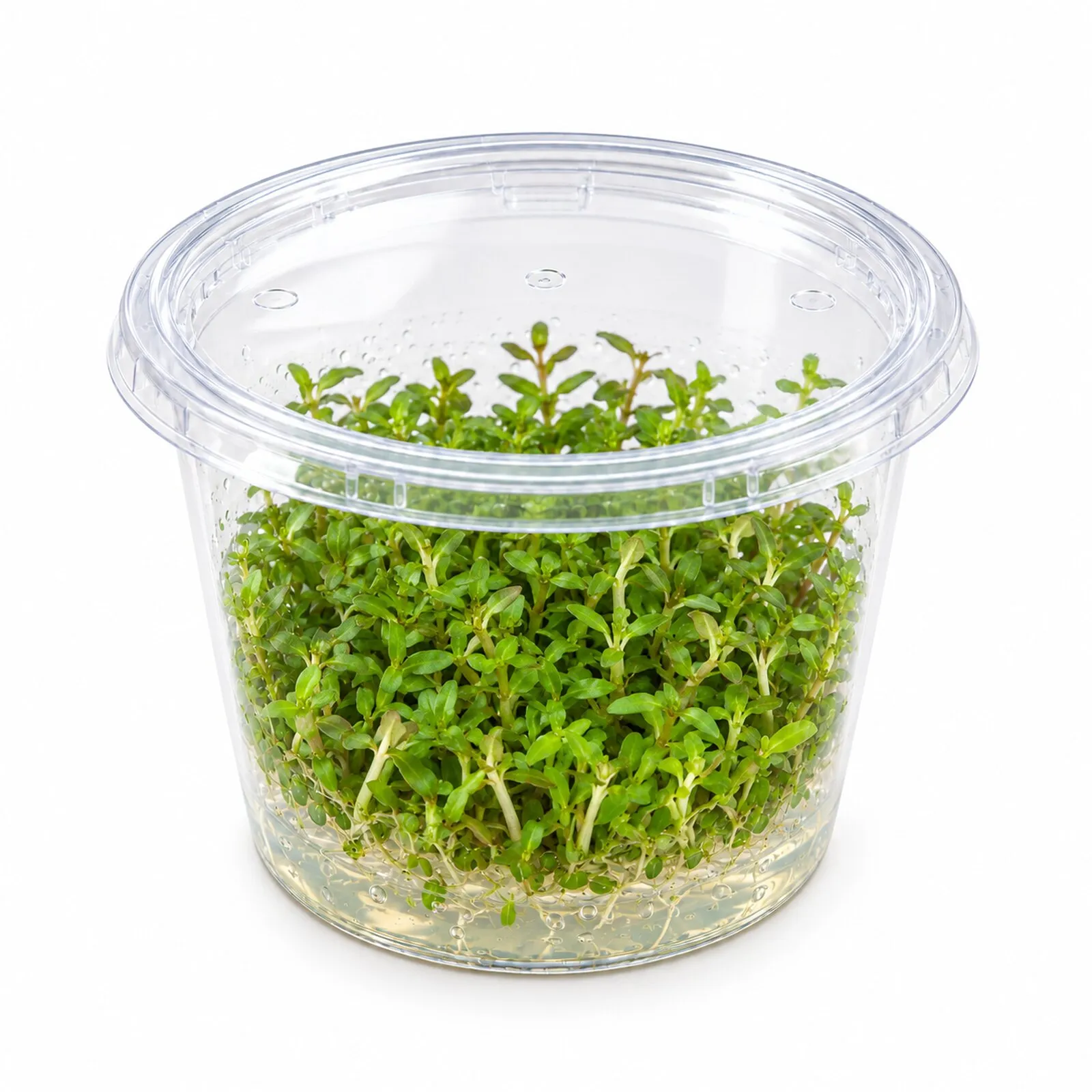 H'Ra-Rotala, Rotala sp. "H'Ra", In Vitro