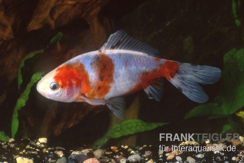 Shubunkin blue, Carassius auratus (Kaltwasser)