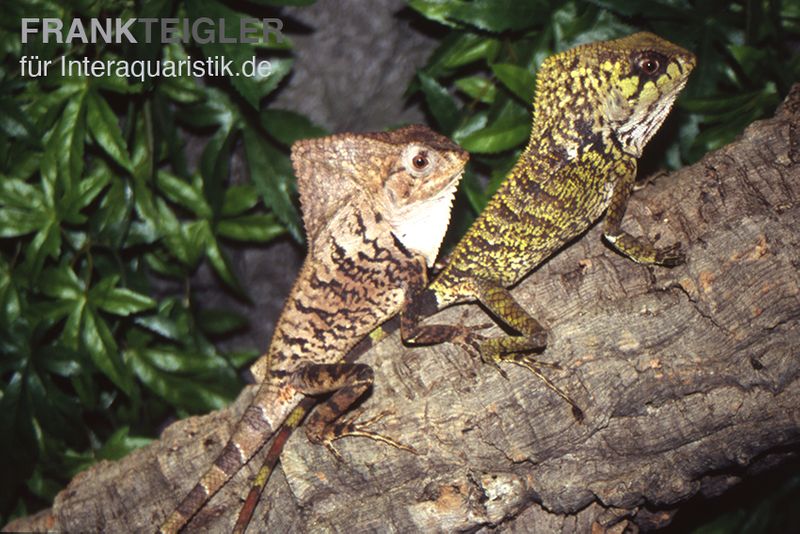 Helmleguan, Corytophanes cristatus