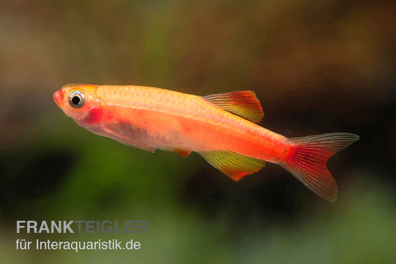 Feuerkardinal, Tanichthys albonubes Fire Red