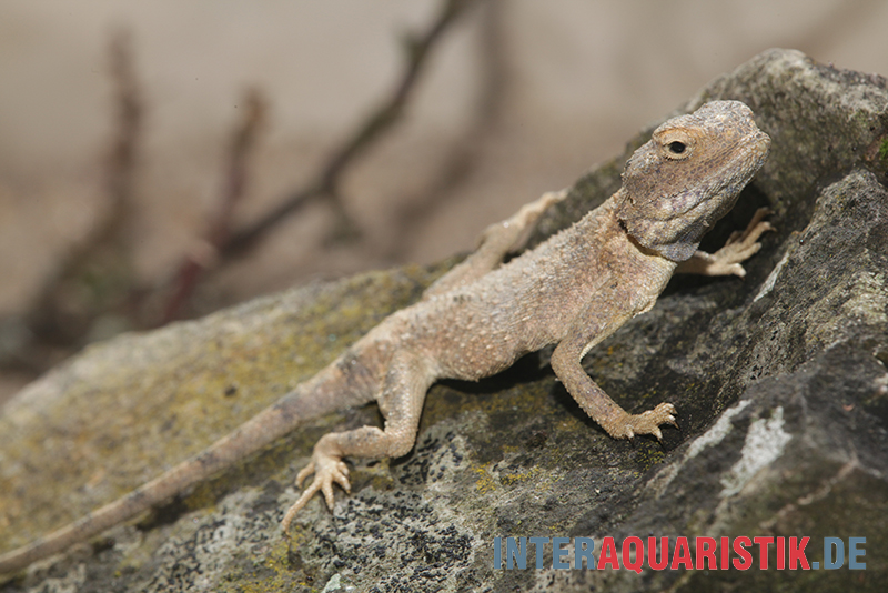 Blasse Wüstenagame, Trapelus pallidus