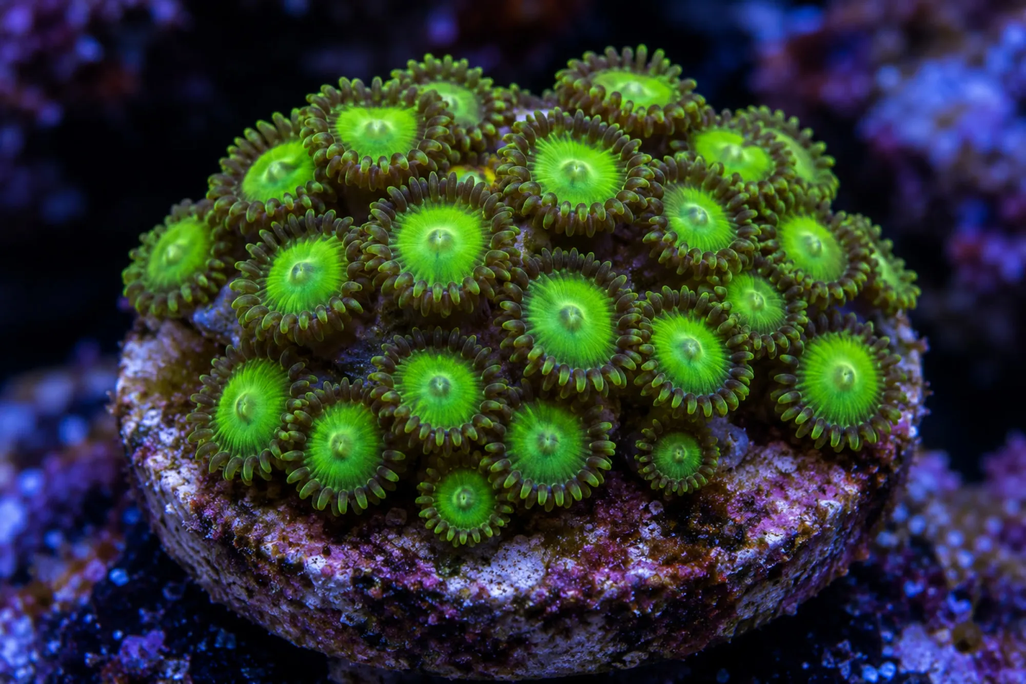 Krustenanemone „Incredible Hulk“ (Nachzucht), Zoanthus spec., ca. 20 - 25 Polypen