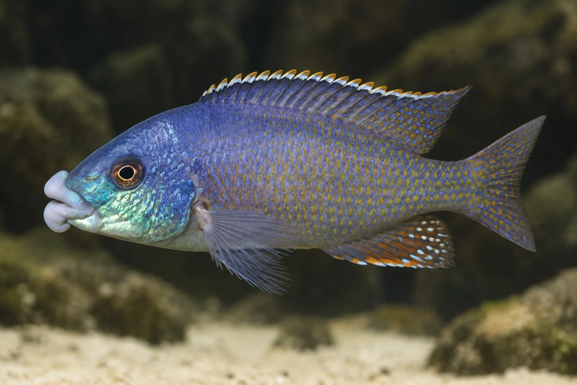 Wulstlippen-Maulbrüter, Cheilochromis euchilus