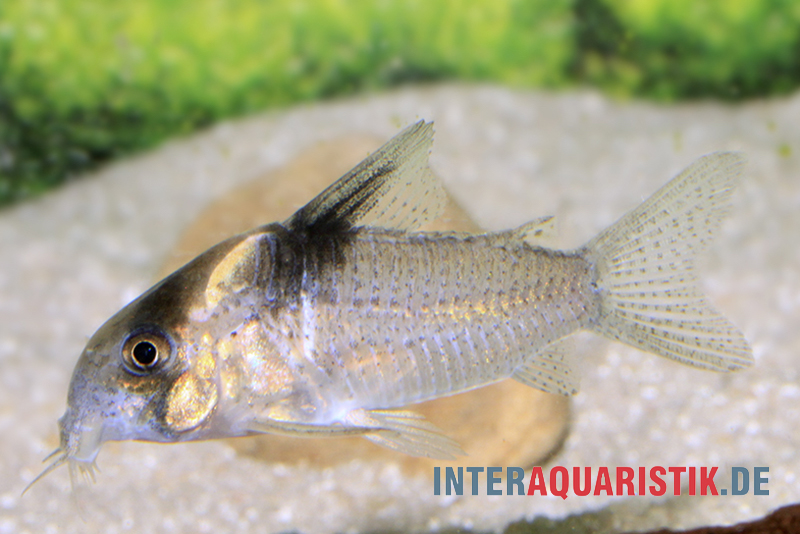 Burgessi-Panzerwels, Corydoras cf. burgessi CW 98