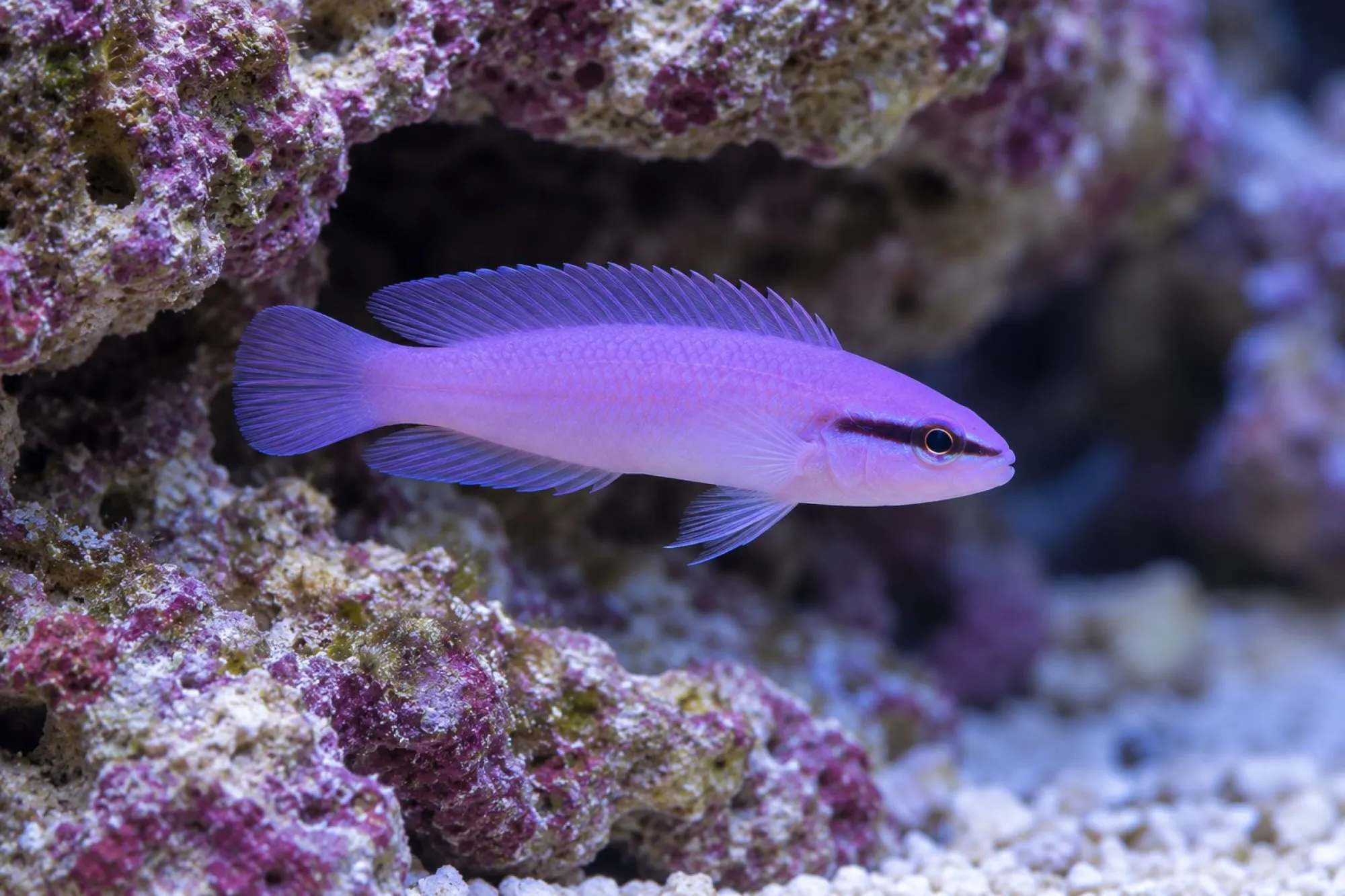 Heller Königs-Feenbarsch aus Nachzucht, Pseudochromis fridmani