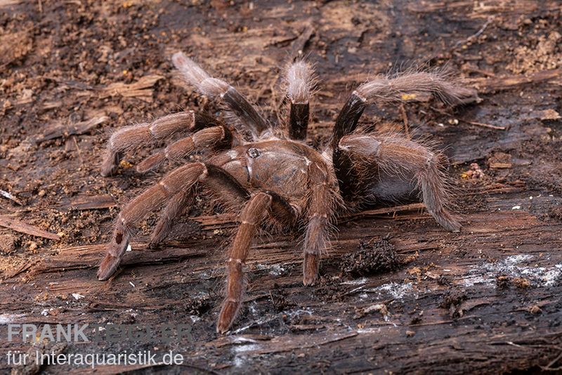 Kenia-Riesenvogelspinne, Pelinobius muticus XL