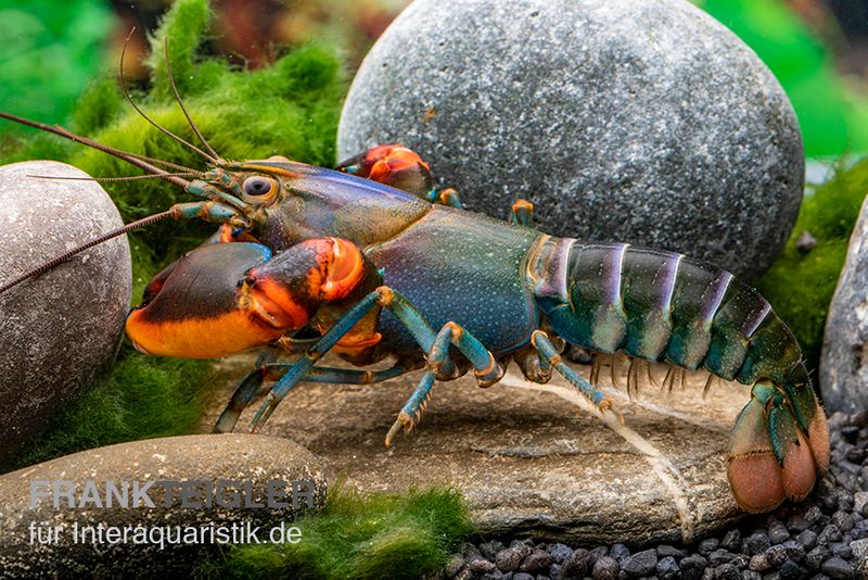 Blauer Rotscheren-Tigerkrebs, Cherax alyciae "Blue Kong Red Claw", Zufällig ausgewählt