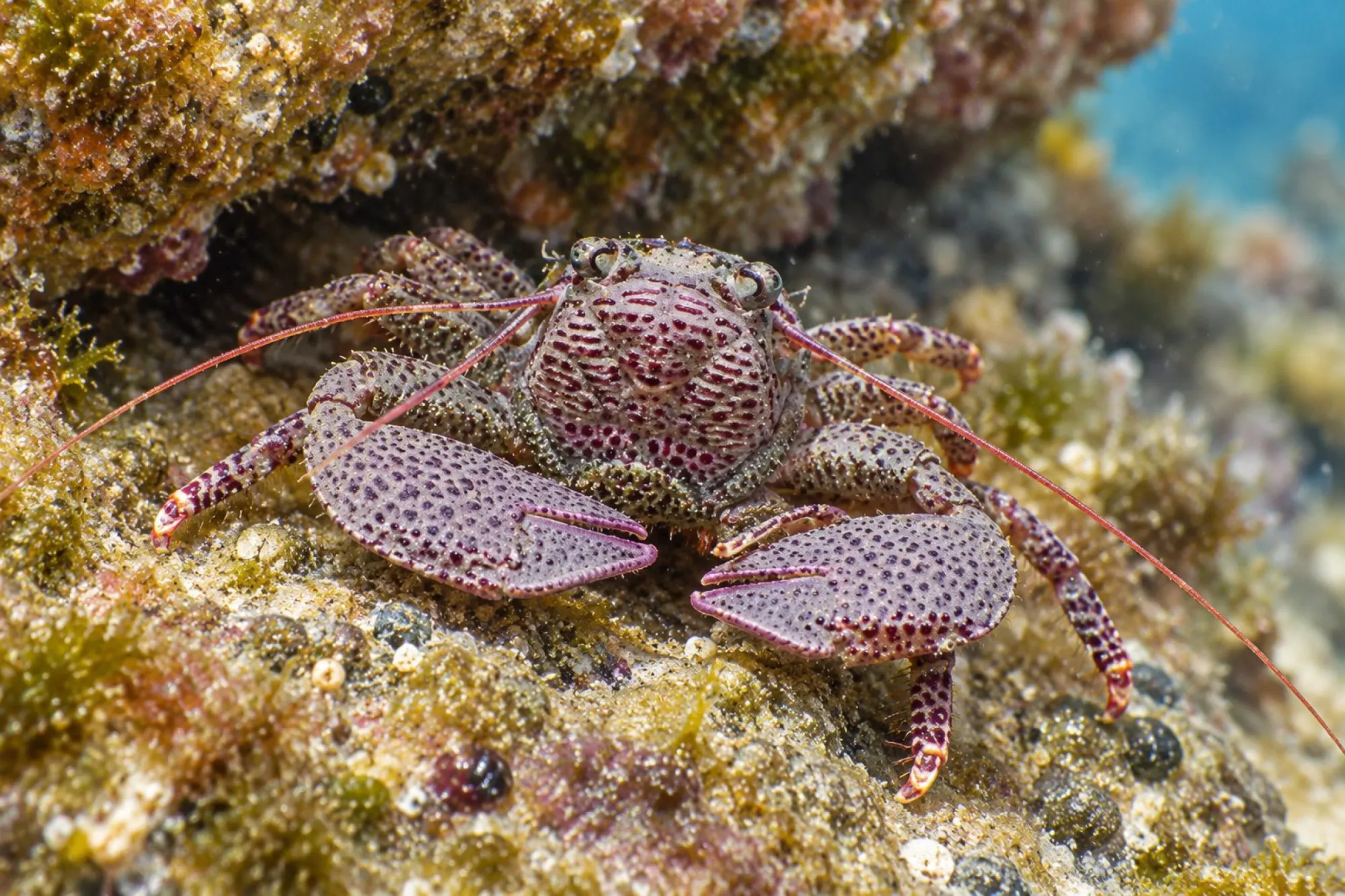 Lila Porzellankrebs, Petrolisthes edwardsii