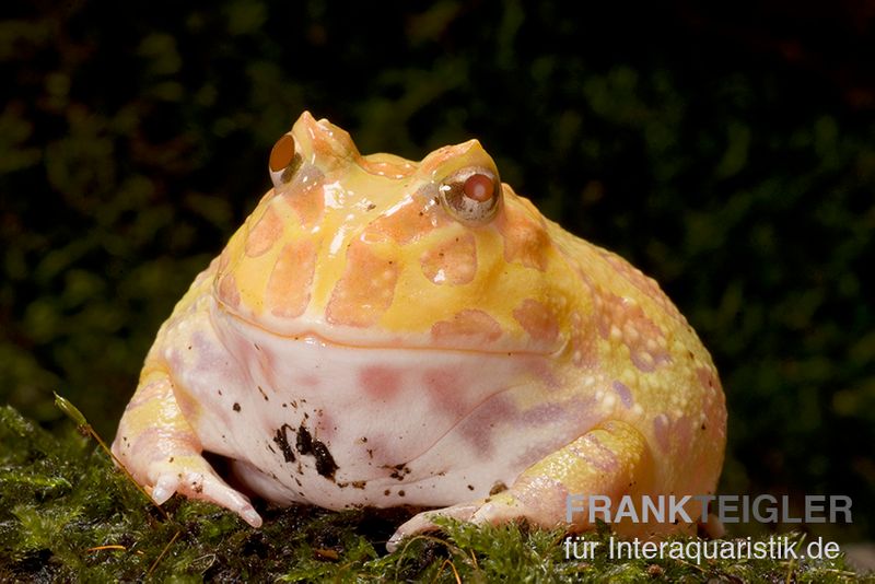 Aprikosefarbener Albino Pacman-Frog, Ceratophrys cranwelli apricot