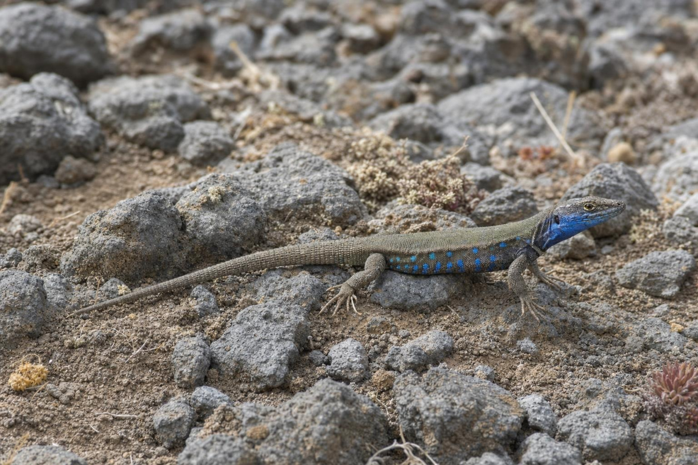 Lanzarote-Ostkanareneidechse, Gallotia atlantica atlantica