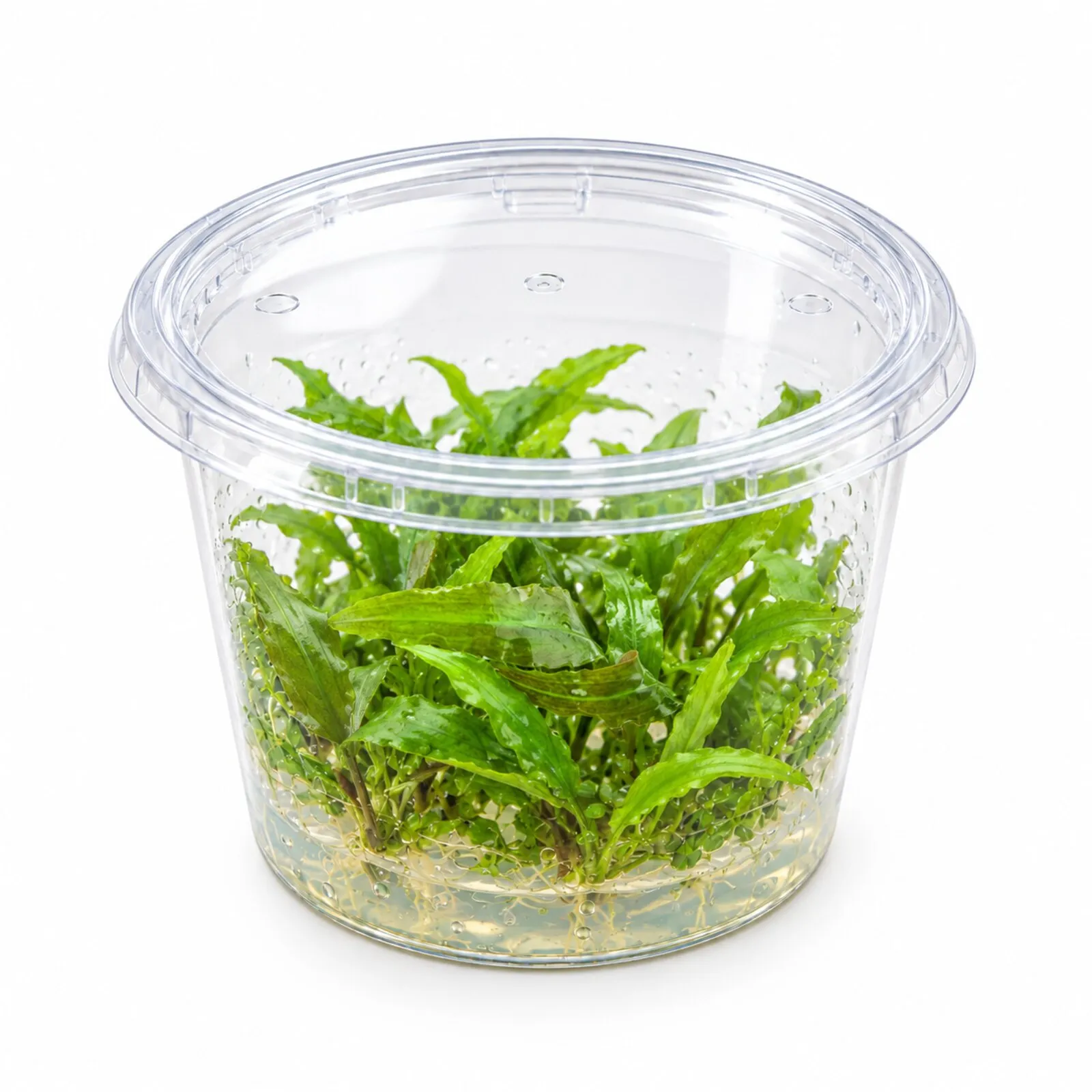 Usteris Wasserkelch, Cryptocoryne usteriana, In Vitro
