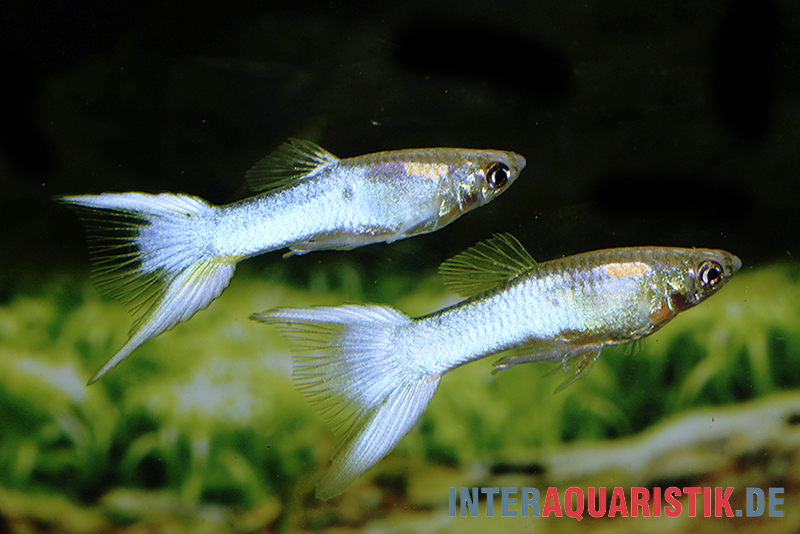 Guppy Japan Blue, Poecilia reticulata "Japan Blue", Weibchen