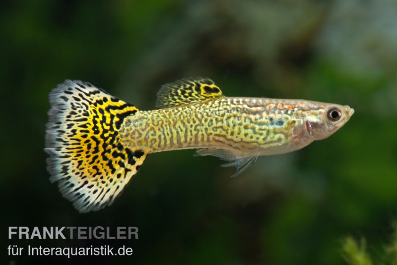 Guppy Cobra grün, Poecilia reticulata, Weibchen