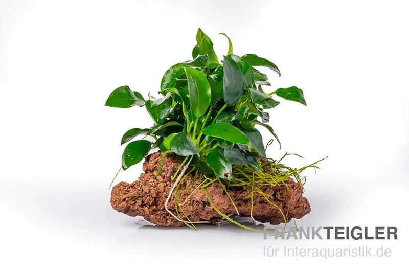Kleinstes Zwergspeerblatt, Anubias nana "Bonsai" auf Stein, ca. 9x7x7 cm
