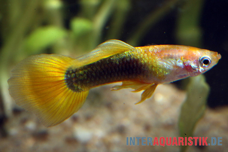 Guppy goldgelb Tuxedo, Poecilia reticulata, Männchen