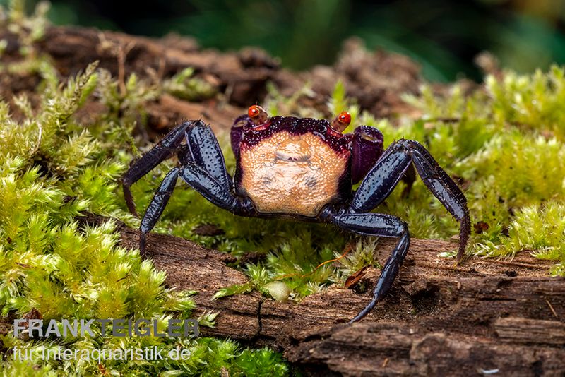 Violette Vampirkrabbe, Geosesarma dennerle "Vampir Orange Eye"