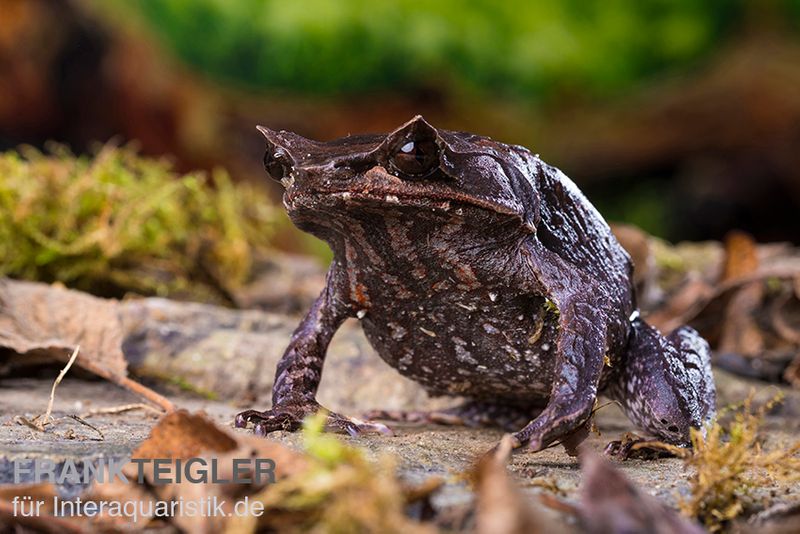 Java Zipfelfrosch, Megophrys montana