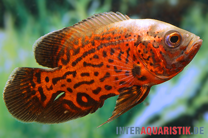 Pfauenaugenbuntbarsch "Black Tiger", Astronotus ocellatus