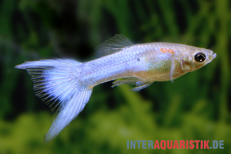 Guppy Japan Blue, Poecilia reticulata "Japan Blue", Männchen