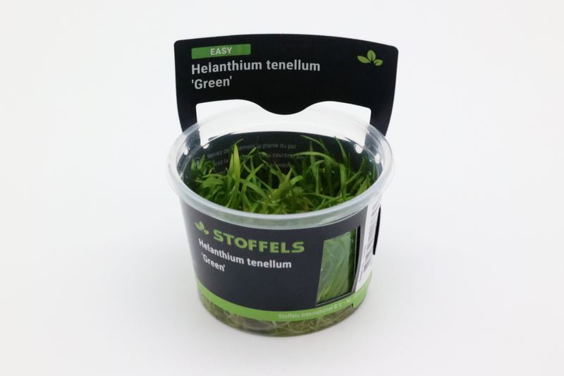 Grasartige Zwergschwertpflanze, Helanthium tenellum "Green", Topf