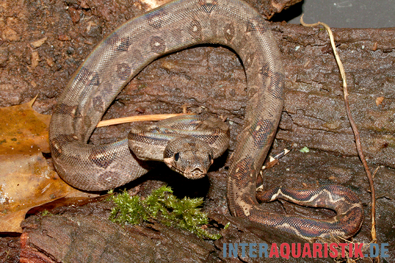 Boa constrictor imperator DNZ, Männlich