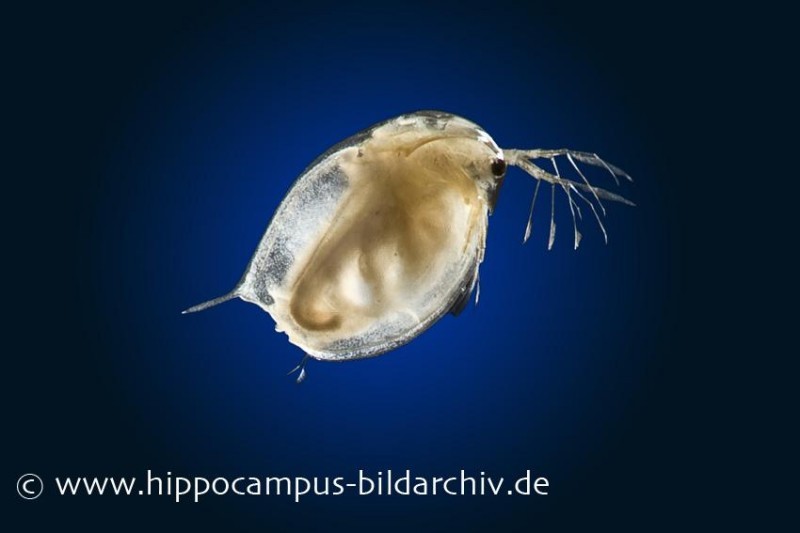 Riesenwasserfloh, Daphnia magna, Zuchtansatz