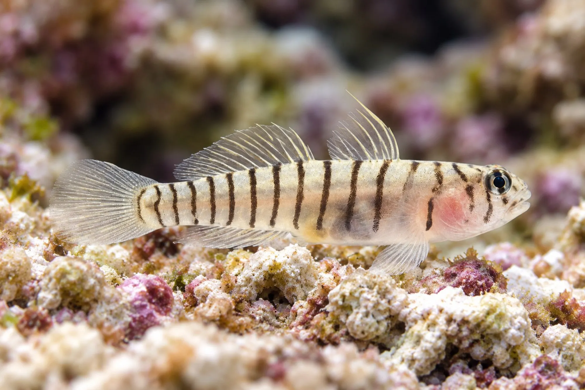 Tigergrundel Nachzucht, Elacatinus macrodon