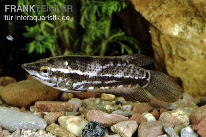 Spitzkopfgurami, Indischer Gurami, Ctenops nobilis (Rarität)