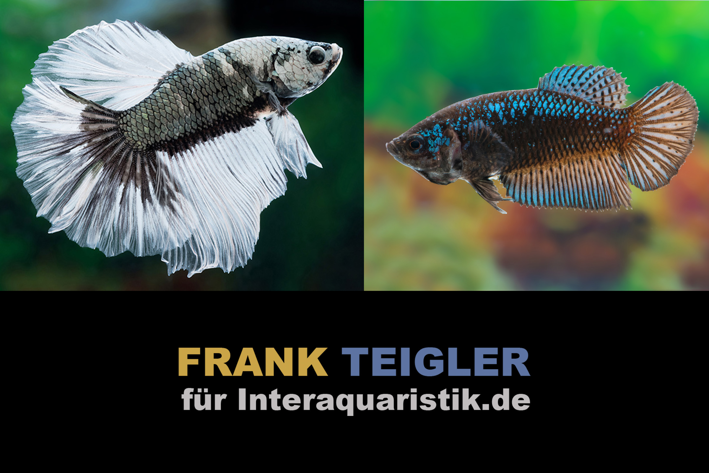 Paar: Halfmoon Kampffisch Copper Black, Betta splendens