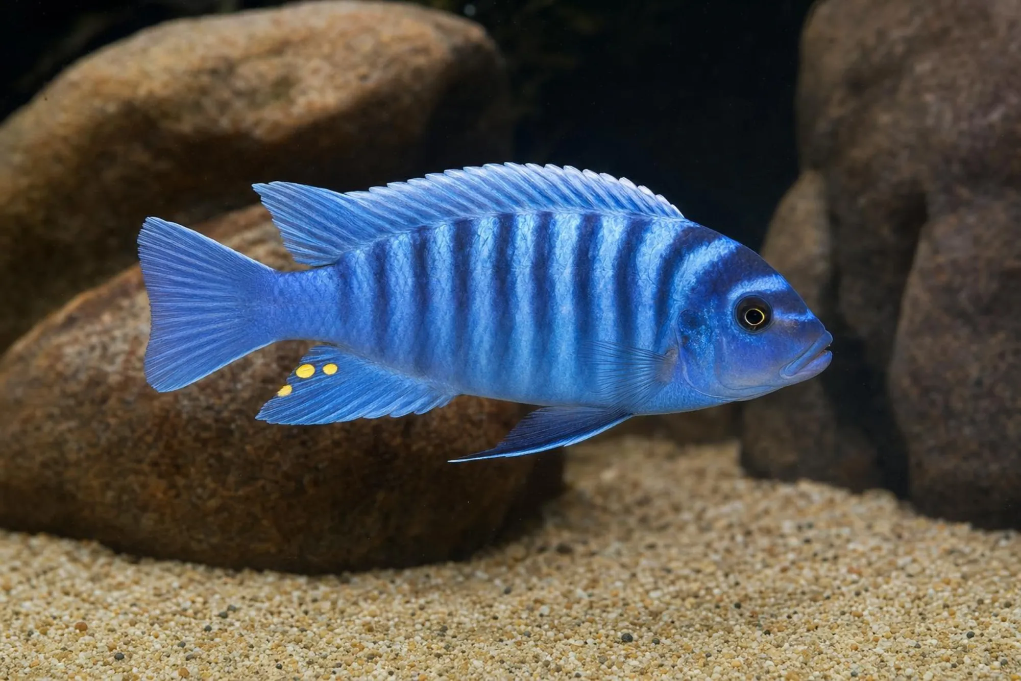 Zebrabuntbarsch „Blue OB Masinje“, Maylandia zebra, ca. 4,0-5,0 cm