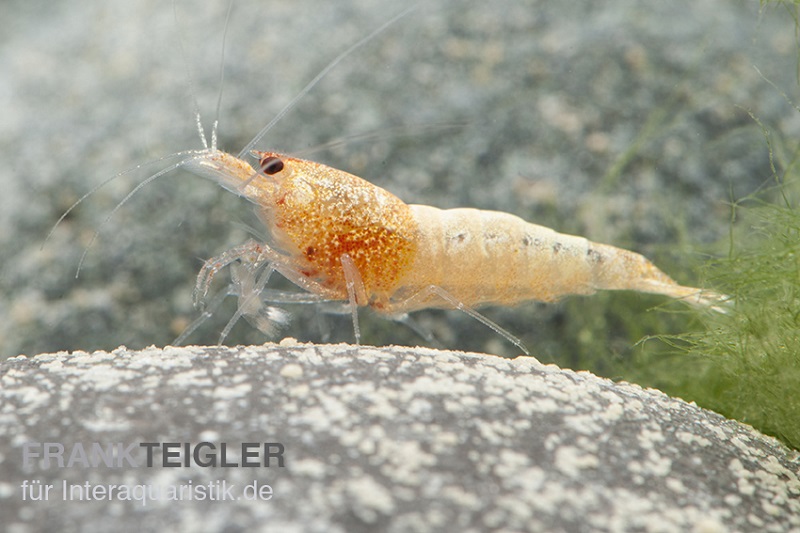 Golden Snow White Bee Garnele, Caridina cf. cantonensis