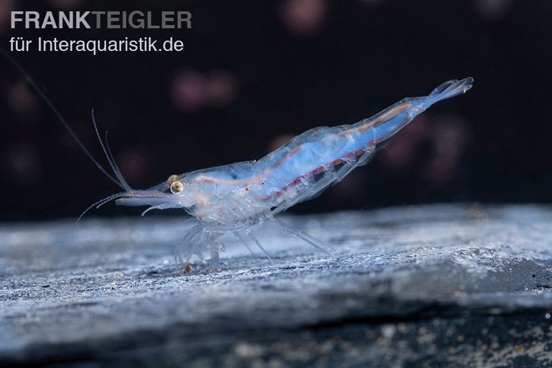 Short Nose Garnele, Caridina sp.