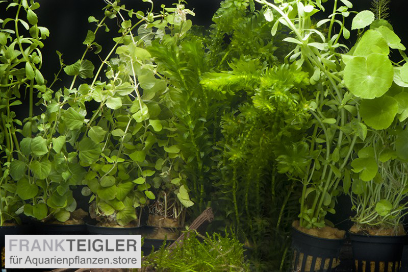 AquarienpflanzenSortiment "Kaltwasser" für 80 cm Aquarium, online kaufen